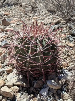 フェロカクタス・エモリーの育て方・栽培方法 【多肉植物