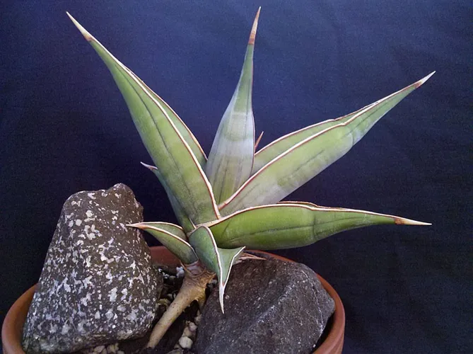 Sansevieria pinguicula (Pielęgnacja, Charakterystyka