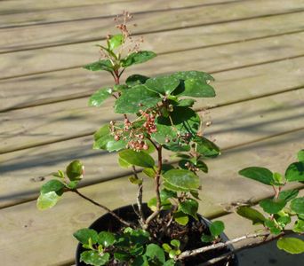 Evergreen currant (Ribes viburnifolium) - PictureThis