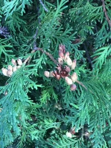 So identifizierst du Abendlndischer Lebensbaum (Thuja occidentalis)