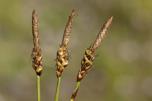 Carex oreocharis