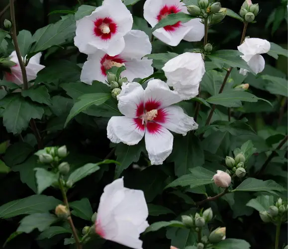 Rose of sharon 'Red Heart'