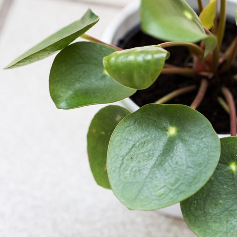 ficus pumila variegata Dwarf Climbing / Creeping Fig main image 1