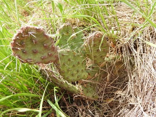 Opuntia macroriza20cm 新芽あり Opuntia macroriza20cm 新芽あり 【公式通販】