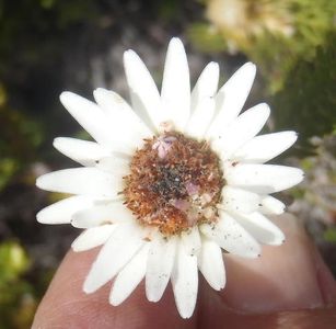 How to Grow and Care for Staavia