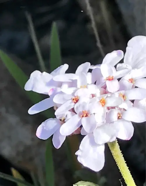 Iberis linifolia