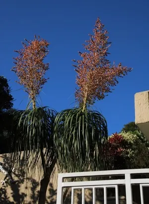 How to Grow and Care for Ponytail palm