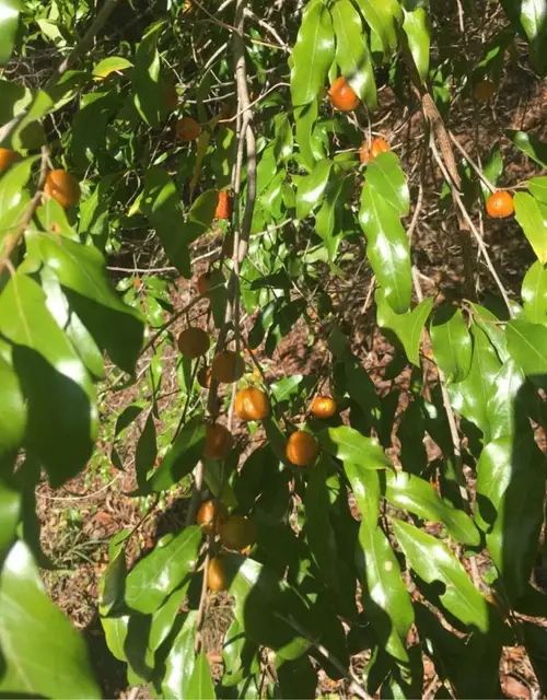 Passiflora tetrandra