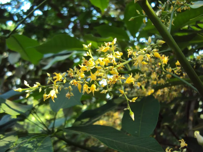 Rubber tree - Hevea brasiliensis (Care, Characteristics, Distribution,  Images)