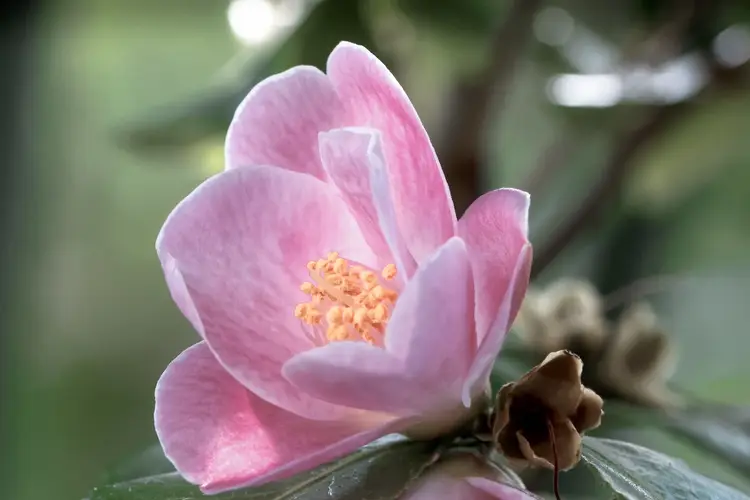 Camellia 'Minato'