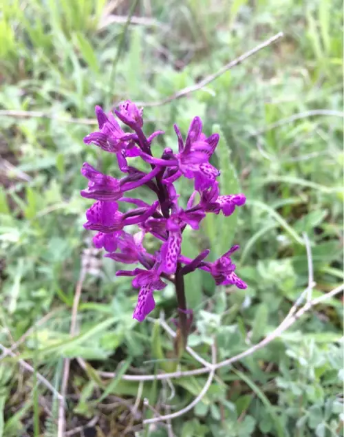 Loose-flowered orchid