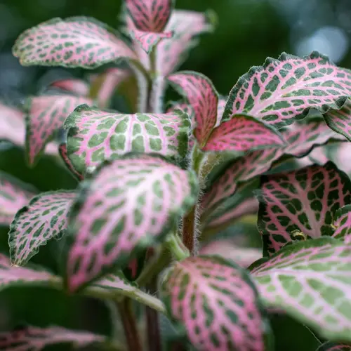 Fittonia albivenis 'Pink Angel'