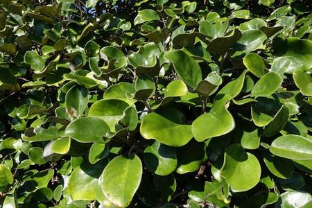 How to Grow and Care for Muttonbird scrub