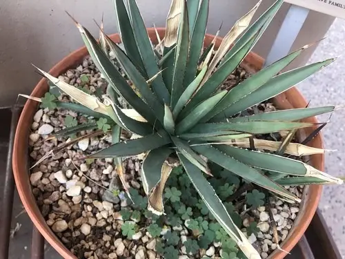 Arizona century plant
