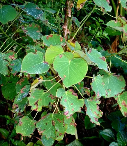 Homalanthus polyandrus