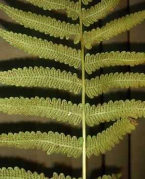 Cyclogramme (Cyclogramma) - PictureThis