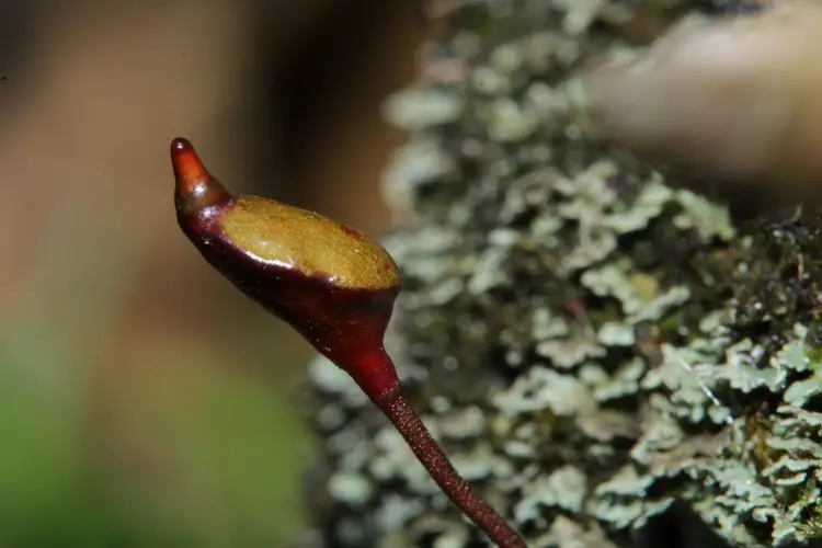 Buxbaumia moss