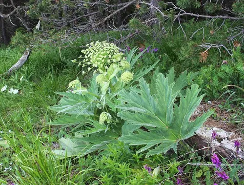 planting mustard Wild Mustard main image 1