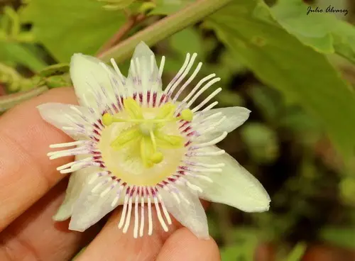 Passiflora podadenia