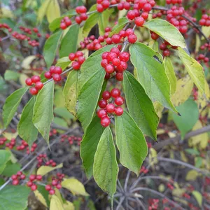 Maacks Heckenkirsche (Lonicera maackii) - PictureThis