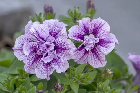 Multiflora Spreading 'Priscilla' (Petunia 'Priscilla') - PictureThis