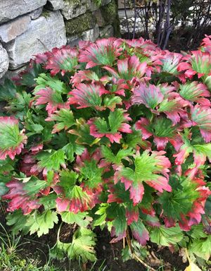 イワヤツデ属 (Mukdenia) - PictureThis