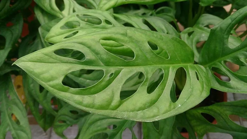 Czy rolina Monstera obliqua moe by trujca?