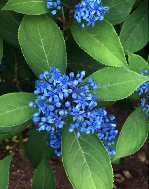Blue evergreen hydrangea