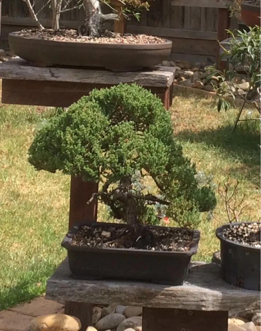 ミヤマビャクシン（深山柏槇）の判定方法 (Juniperus chinensis var