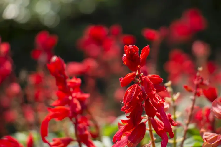 Salvia splendens 'Scarlet King'