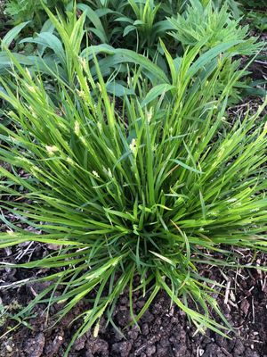 カレックス・ブランダ (Carex blanda) - PictureThis