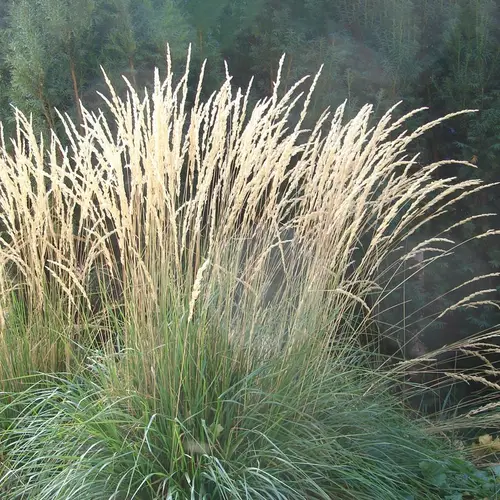 Calamagrostis acutiflora - PictureThis