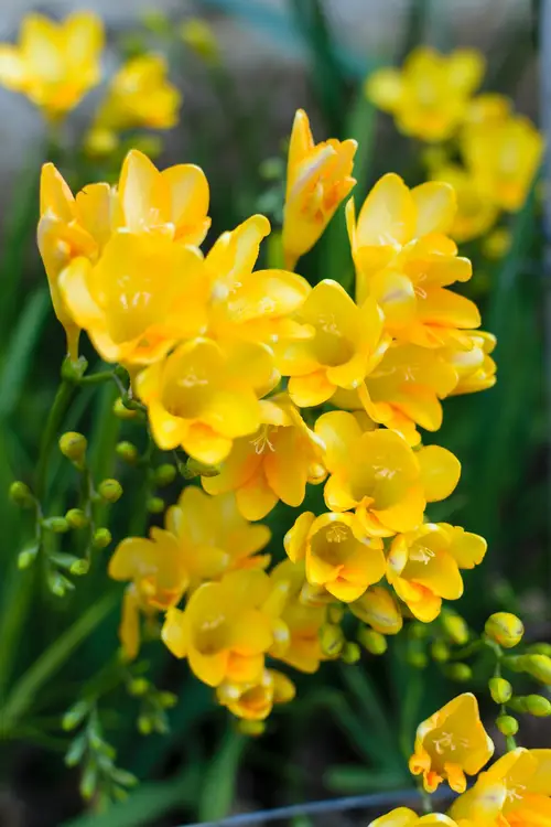 Freesia  