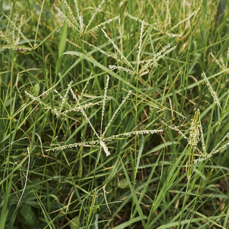 Discover the Amazing Benefits of Bermuda Grass and Its Uses