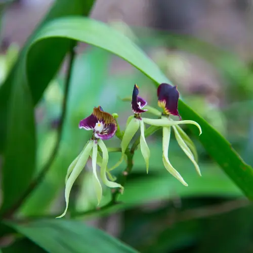 Orquídea-polvo