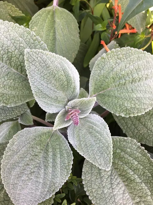 Silver spurflower