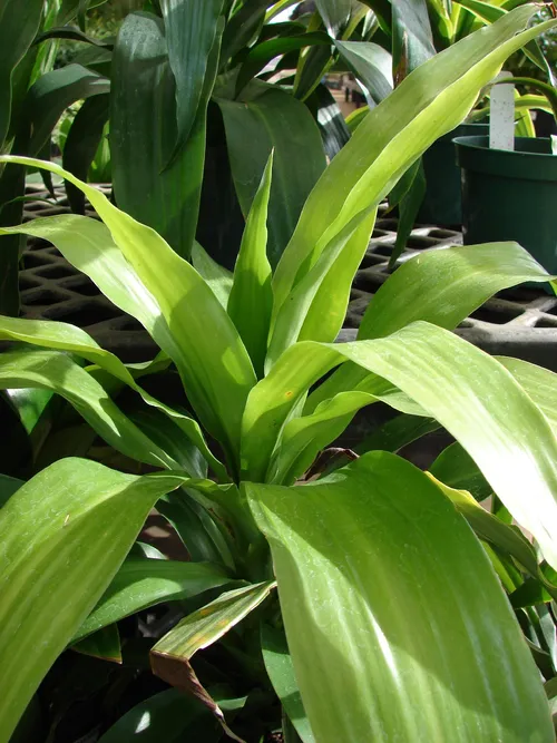 dracena marginata pielęgnacja 🌱 Dracena marginata (Dracaena marginata) 3XL