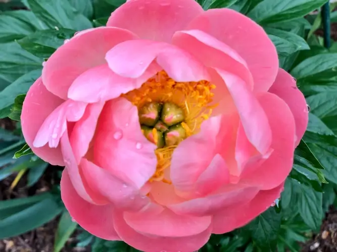 Chinese peony 'Coral Supreme'