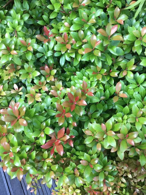 Pieris japonica 'Little Heath Green'