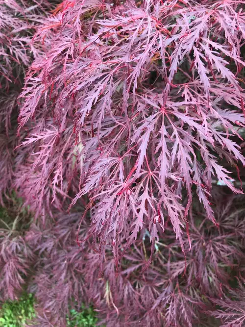 Japanese maple 'Red Dragon'
