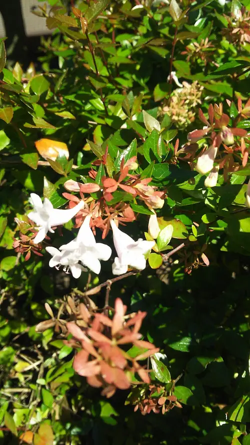 Abelia × grandiflora 'Francis Mason'