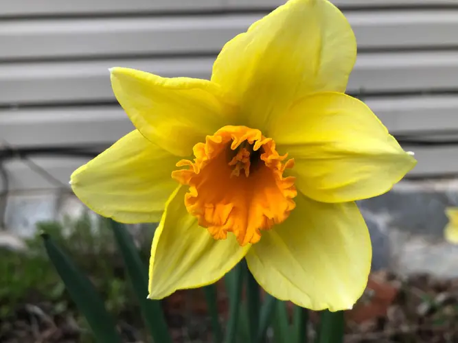 Daffodils 'Fortune'