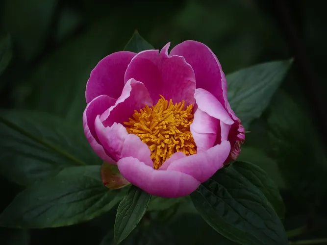 Peonies - Paeonia (Taxonomy, Characteristics, Distribution, Images)