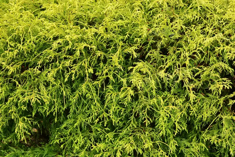 Sawara cypress 'Filifera Aurea'