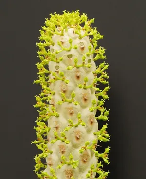 ユーフォルビア・ベネニフィカ (Euphorbia venenifica) - PictureThis