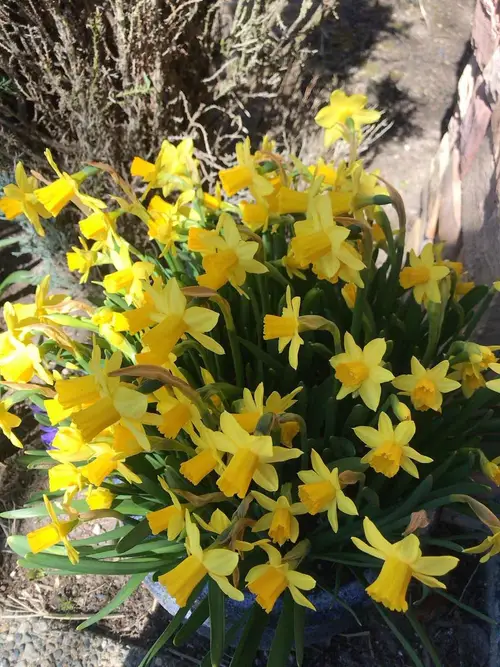 Daffodils 'Tete'