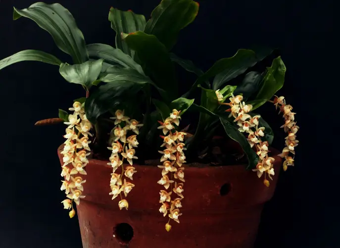 Orquídea serpiente de cascabel