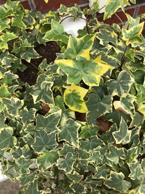 English ivy 'Goldchild' (Hedera helix 'Goldchild') - PictureThis
