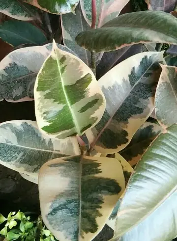 Ficus elastica 'Doescheri'