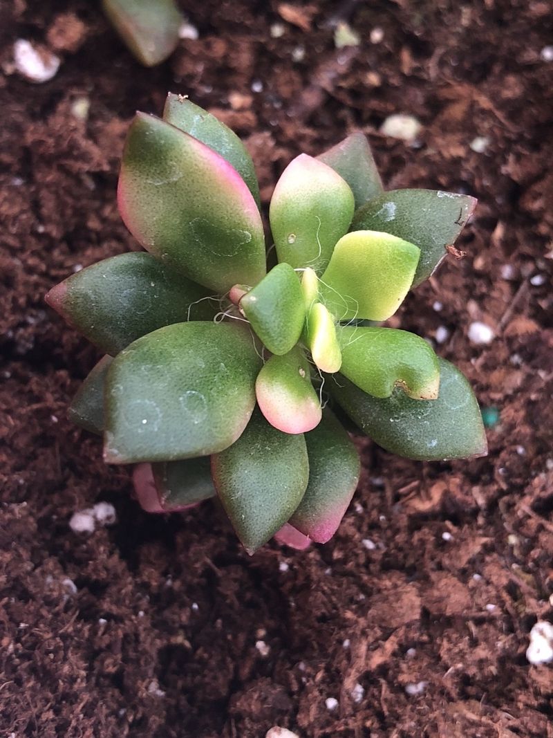 Why is My Large-flowered sandrose Struggling?